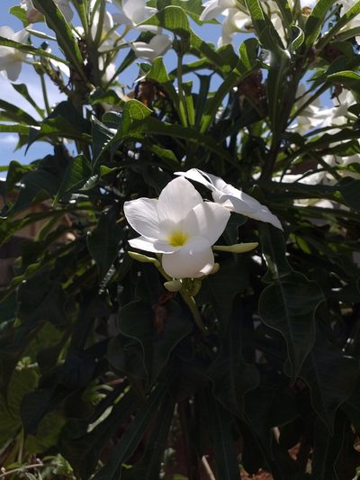 Plumeria pudica, photographed by Hudson Alves Pinto