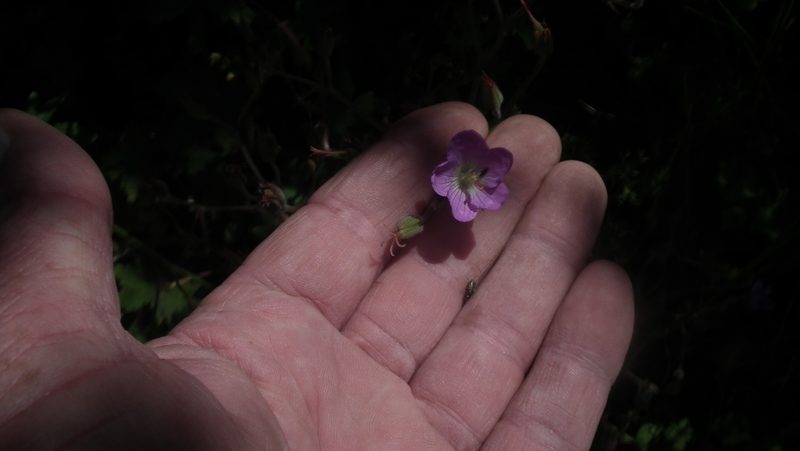 Geranium pulchrum, photographed by Shaun Swanepoel