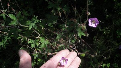 Geranium pulchrum, photographed by Shaun Swanepoel