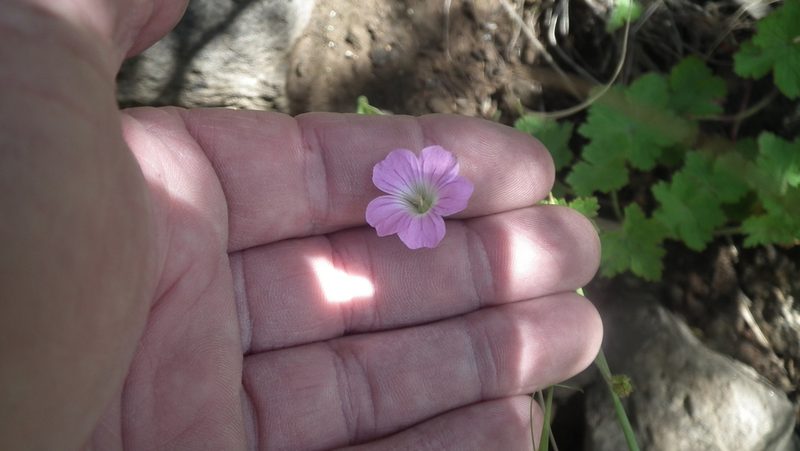 Geranium schlechteri, photographed by Shaun Swanepoel