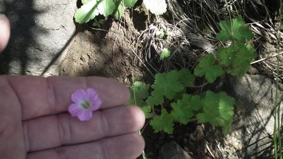 Geranium schlechteri, photographed by Shaun Swanepoel