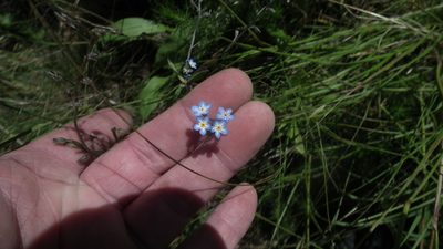 Myosotis semiamplexicaulis, photographed by Shaun Swanepoel