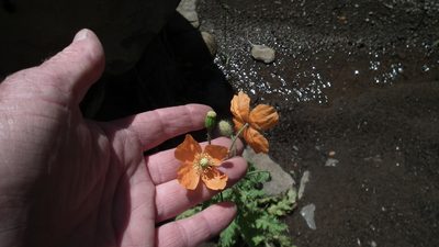 Afropapaver aculeatum, photographed by Shaun Swanepoel
