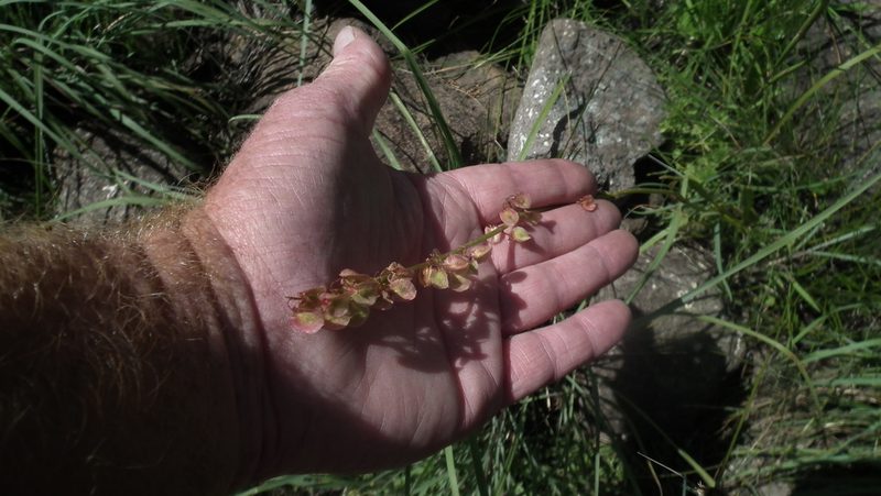 Rumex woodii, photographed by Shaun Swanepoel