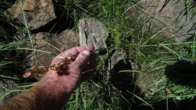 Rumex woodii, photographed by Shaun Swanepoel