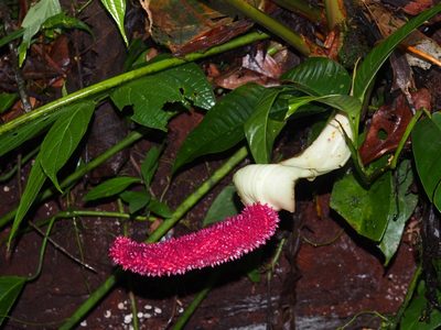 Anthurium formosum, photographed by Lena Struwe