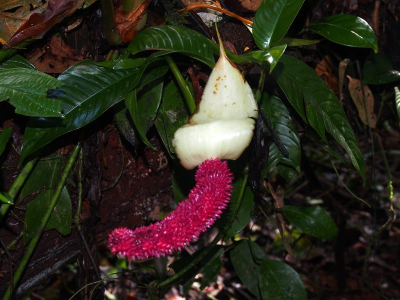 Anthurium formosum, photographed by Lena Struwe