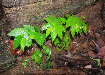 Begonia semiovata, photographed by Lena Struwe