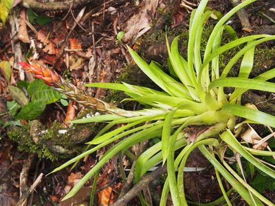 Guzmania monostachia, photographed by Lena Struwe