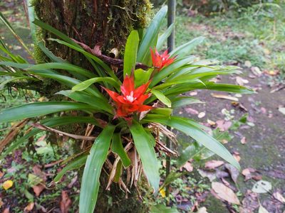 Guzmania lingulata, photographed by Lena Struwe