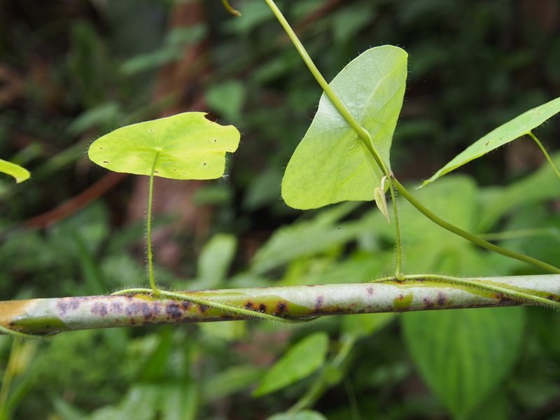 Cissampelos tropaeolifolia, photographed by Lena Struwe