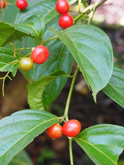 Cordia lucidula, photographed by Lena Struwe