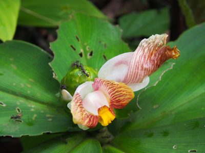 Costus elegans, photographed by Lena Struwe