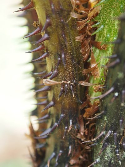 Cyathea multiflora, photographed by Lena Struwe