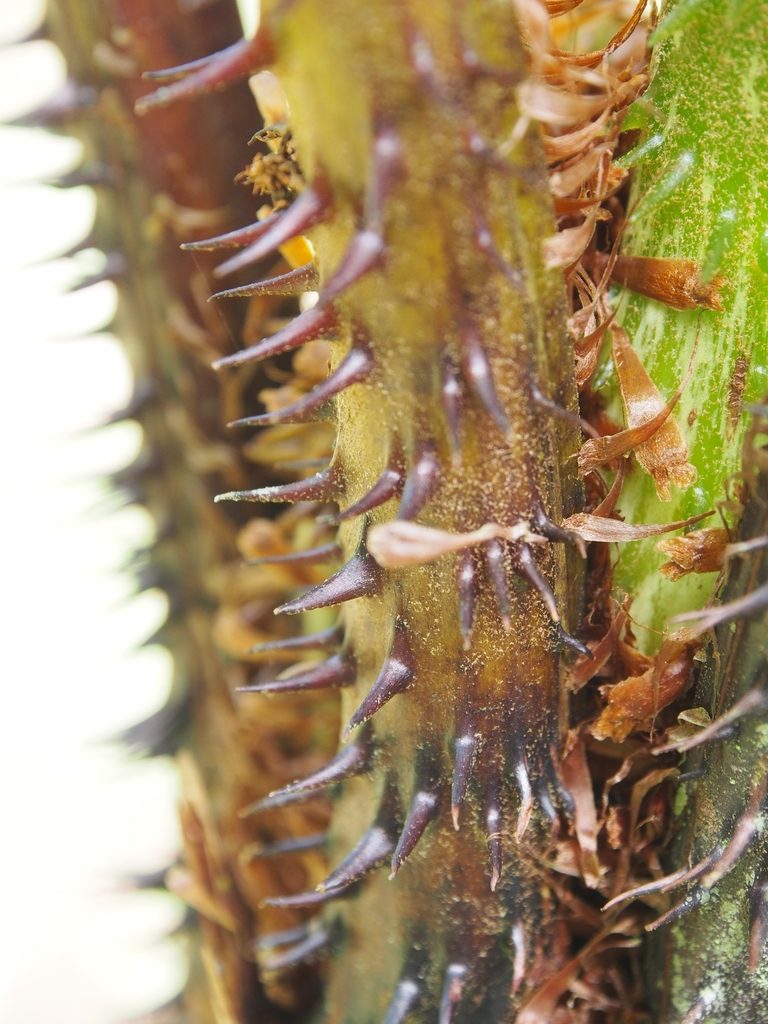 Cyathea multiflora, photographed by Lena Struwe