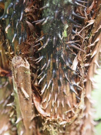 Cyathea multiflora, photographed by Lena Struwe
