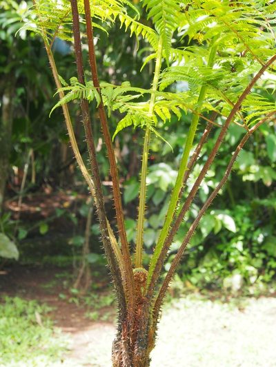 Cyathea multiflora, photographed by Lena Struwe