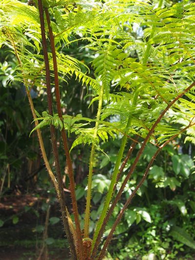 Cyathea multiflora, photographed by Lena Struwe