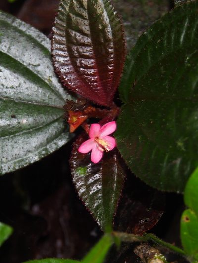 Triolena hirsuta, photographed by Lena Struwe