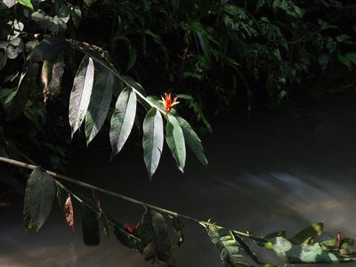 Heliconia mathiasiae, photographed by Lena Struwe