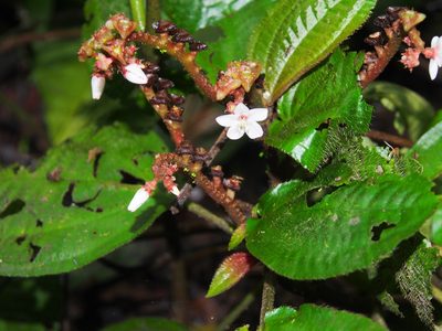 Triolena hirsuta, photographed by Lena Struwe