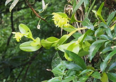 Epidendrum hunterianum, photographed by Lena Struwe