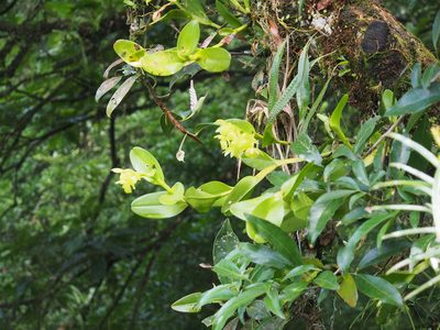 Epidendrum hunterianum, photographed by Lena Struwe