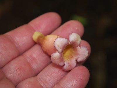 Schlegelia nicaraguensis, photographed by Lena Struwe