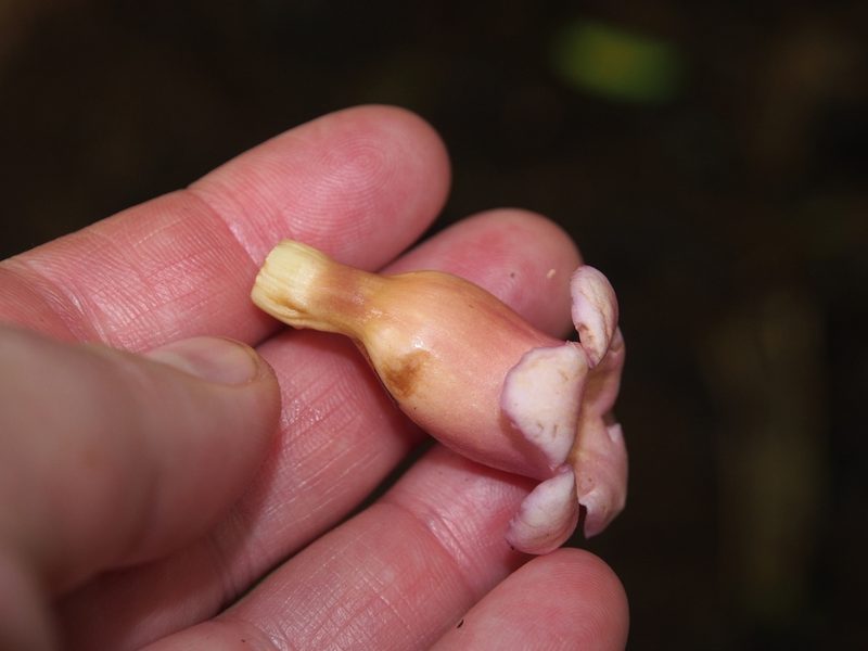 Schlegelia nicaraguensis, photographed by Lena Struwe