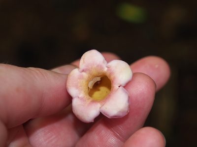 Schlegelia nicaraguensis, photographed by Lena Struwe