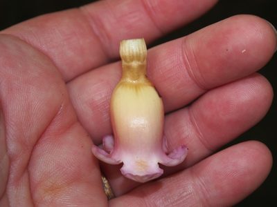 Schlegelia nicaraguensis, photographed by Lena Struwe