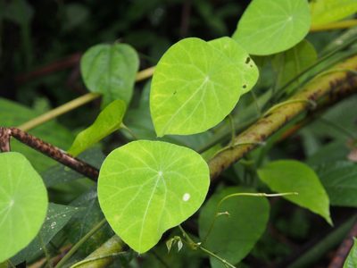 Cissampelos tropaeolifolia, photographed by Lena Struwe