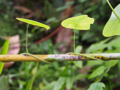 Cissampelos tropaeolifolia, photographed by Lena Struwe