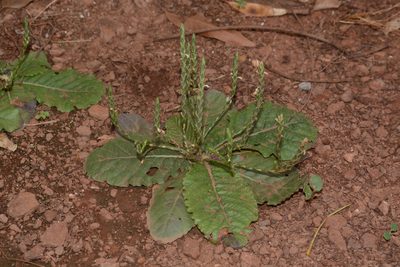 Elytraria acaulis, photographed by S.MORE