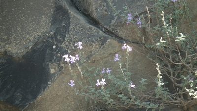 Jamesbrittenia pristisepala, photographed by Shaun Swanepoel