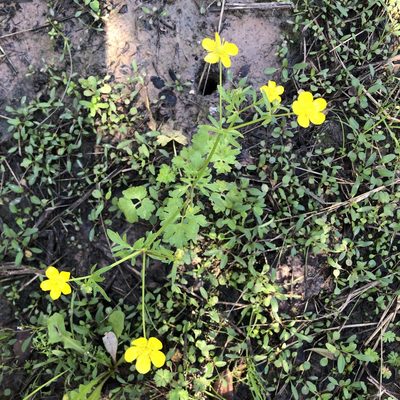 Ranunculus carolinianus, photographed by Clifton Ladd, C.W.B.
