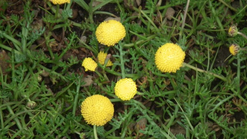 Cotula paludosa, photographed by Shaun Swanepoel