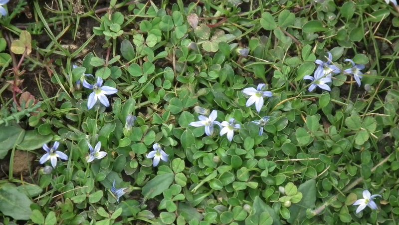 Lobelia galpinii, photographed by Shaun Swanepoel