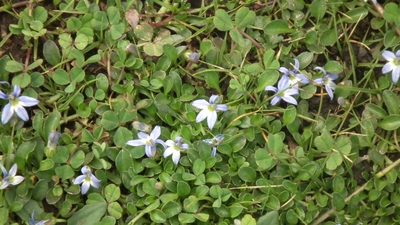 Lobelia galpinii, photographed by Shaun Swanepoel