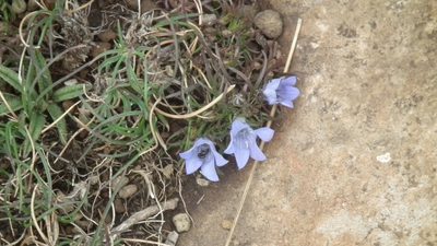 Wahlenbergia polytrichifolia, photographed by Shaun Swanepoel
