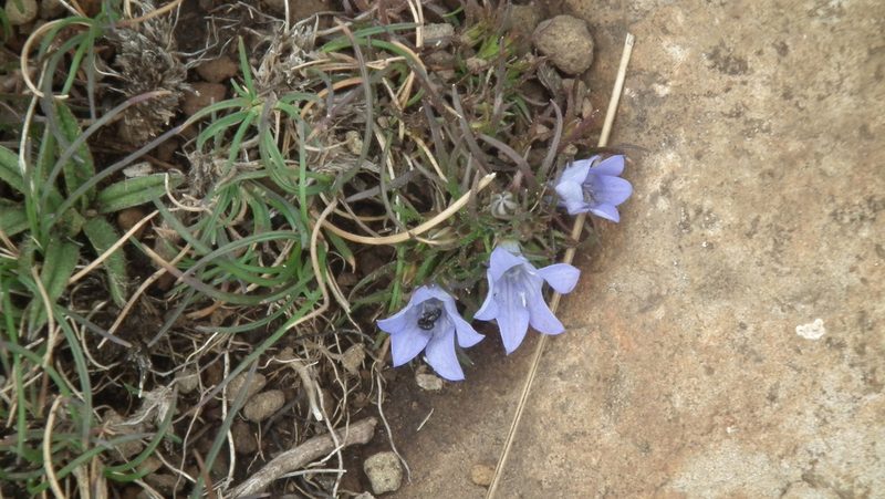 Wahlenbergia polytrichifolia, photographed by Shaun Swanepoel