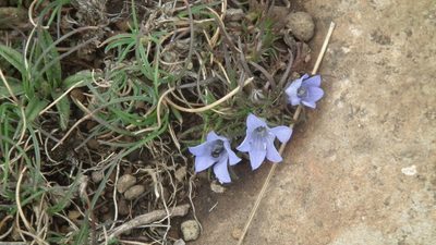 Wahlenbergia polytrichifolia, photographed by Shaun Swanepoel
