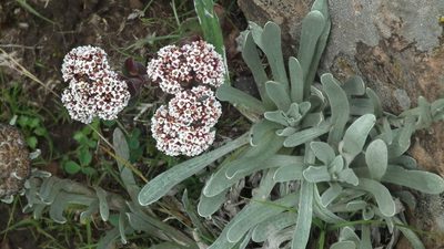 Crassula natalensis, photographed by Shaun Swanepoel