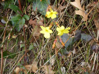 Jasminum nudiflorum, photographed by Ira Gershenhorn