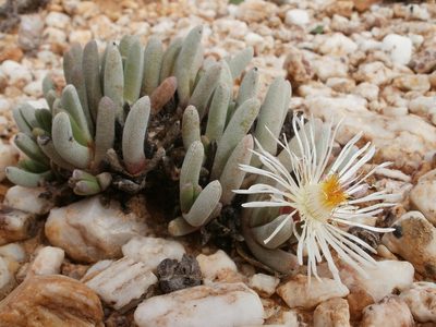 Cephalophyllum griseum, photographed by marius