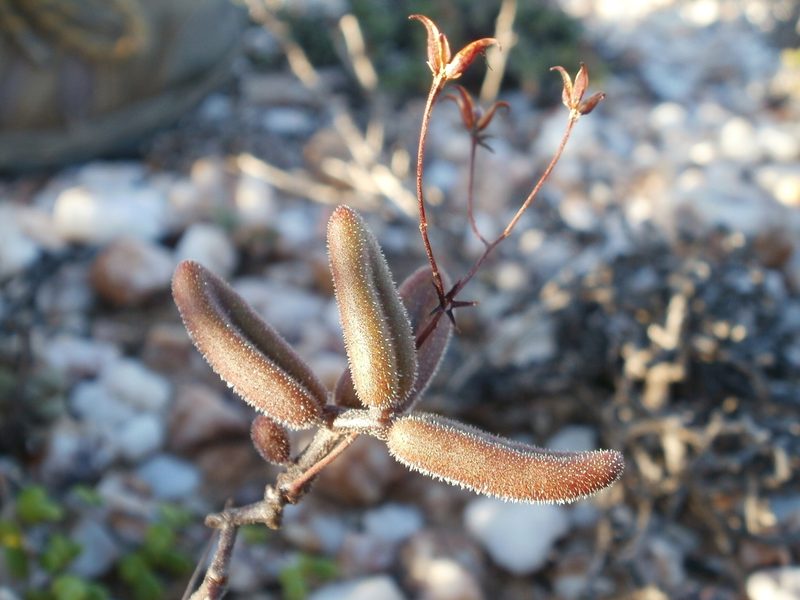 Tylecodon tenuis, photographed by marius