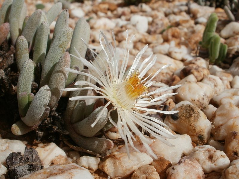 Cephalophyllum griseum, photographed by marius