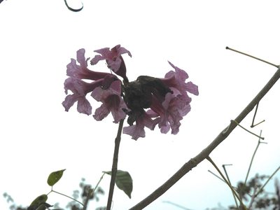 Handroanthus impetiginosus, photographed by Francisco Farriols Sarabia