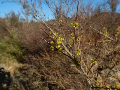 Flueggea tinctoria, photographed by Duarte Frade