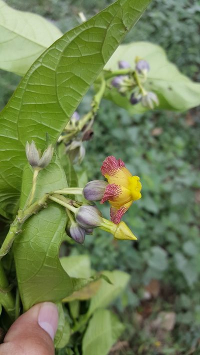 Prestonia portobellensis, photographed by Leonardo O. Alvarado Cárdenas